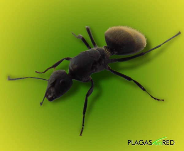 Hormiga carpintera (Camponotus spp.)