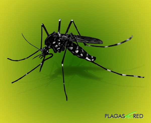 Mosquito tigre, mosquito del dengue (Aedes aegypti)